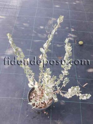 ATRIPLEX HALIMUS (Tuz çalısı ) BİTKİSİ - 