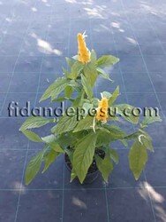BELOPERONE GUTTATA 'YELLOW'(Sarı karides çiçeği) BİTKİSİ - 1