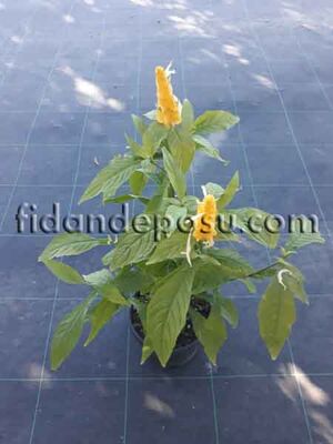 BELOPERONE GUTTATA 'YELLOW'(Sarı karides çiçeği) BİTKİSİ - 