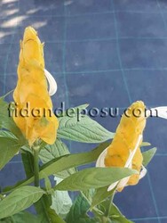 BELOPERONE GUTTATA 'YELLOW'(Sarı karides çiçeği) BİTKİSİ - Thumbnail