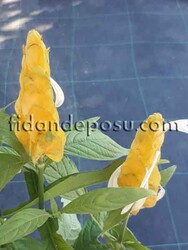 BELOPERONE GUTTATA 'YELLOW'(Sarı karides çiçeği) BİTKİSİ - 2