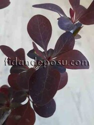 BERBERIS THUNBERGİİ ATROPURPUREA (Kırmızı yapraklı berberis) BİTKİSİ - Thumbnail