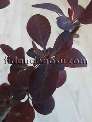 BERBERIS THUNBERGİİ ATROPURPUREA (Kırmızı yapraklı berberis) BİTKİSİ - 