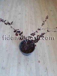 BERBERIS THUNBERGİİ ATROPURPUREA (Kırmızı yapraklı berberis) BİTKİSİ - 2