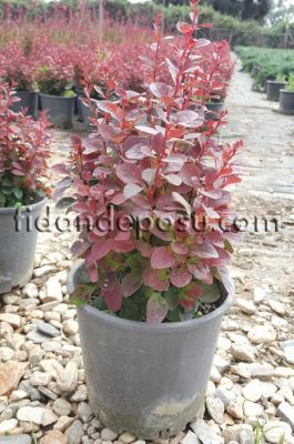 BERBERIS THUNBERGİİ ATROPURPUREA NANA(Kırmızı yapraklı bodur berberis) - 