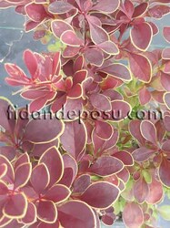 BERBERIS THUNBERGİİ F.ATROPURPUREA 'ADMİRATİON' (Sarı çizgili,ebruli berberis) BİTKİSİ - 1