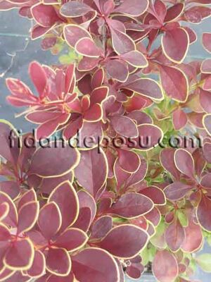 BERBERIS THUNBERGİİ F.ATROPURPUREA 'ADMİRATİON' (Sarı çizgili,ebruli berberis) BİTKİSİ - 