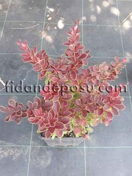 BERBERIS THUNBERGİİ F.ATROPURPUREA 'ADMİRATİON' (Sarı çizgili,ebruli berberis) BİTKİSİ - 2