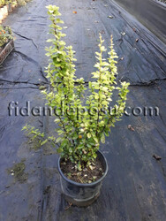 BERBERIS THUNBERGII 'MARIA' (Maria berberis) - 1