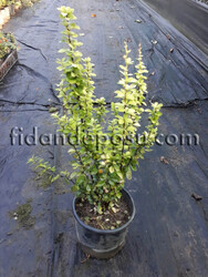 BERBERIS THUNBERGII 'MARIA' (Maria berberis) - Thumbnail