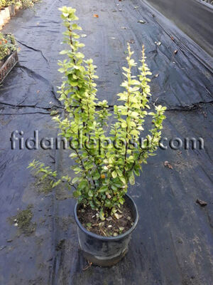 BERBERIS THUNBERGII 'MARIA' (Maria berberis) - 