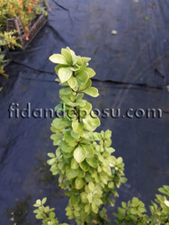 BERBERIS THUNBERGII 'MARIA' (Maria berberis) - 2