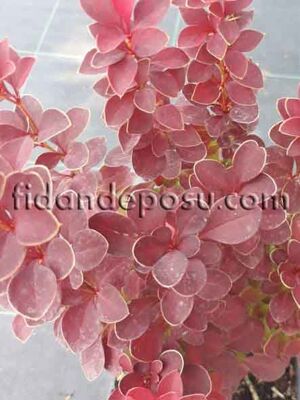 BERBERIS THUNBERGİİ ''ORANGE TOWER'' BİTKİSİ - 