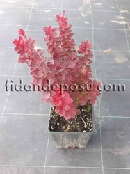 BERBERIS THUNBERGİİ ''ORANGE TOWER'' BİTKİSİ - 2