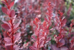 BERBERİS THUNBERGİİ RED ROCKET (Red roket kadıntuzluğu) - 2