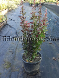 BERBERİS THUNBERGİİ RED ROCKET (Red roket kadıntuzluğu) - 1