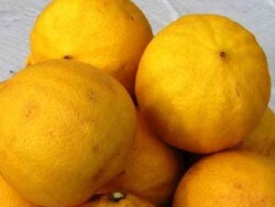 BERGAMOT FİDANI(Cistus aurantium spp.Bergamia) - 2