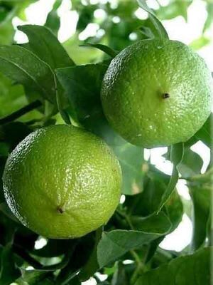  - BERGAMOT FİDANI(Cistus aurantium spp.Bergamia)