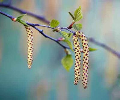  - BETULA ALBA (Huş) FİDANI