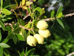 BEYAZ MURT (Hambeles) (Myrtus) MERSİN FİDANI - 1