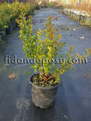 BEYAZ MURT (Hambeles) (Myrtus) MERSİN FİDANI - 2