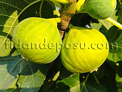 BEYAZ ORAK YEDİVEREN İNCİR FİDANI - 