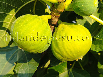 BEYAZ ORAK YEDİVEREN İNCİR FİDANI - 