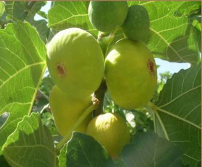 BEYAZ ORAK YEDİVEREN İNCİR FİDANI - 