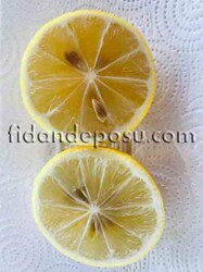 BEYAZ(KOKULU) LİMON FİDANI - 2