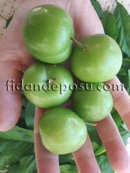 BIÇAKÇI PAPAZI ERİK FİDANI - 3