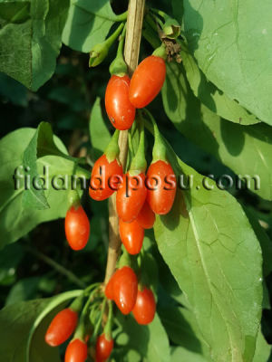 BİGBERRY GOJİBERRY FİDANI - 