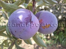 BLACK AMBER ERİK FİDANI - 1