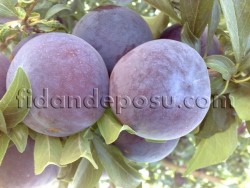 BLACK DİAMOND ERİK FİDANI - 1