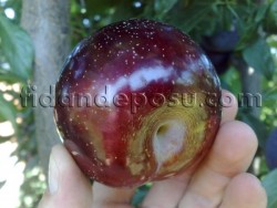 BLACK DİAMOND ERİK FİDANI - 2