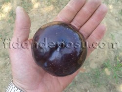 BLACK DİAMOND ERİK FİDANI - 3