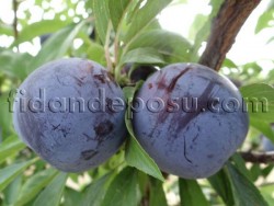 BLACK SPLENDOR ERİK FİDANI - 3