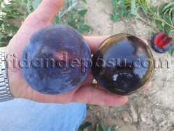 BLACK SPLENDOR ERİK FİDANI - 2