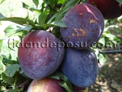 BLACK STAR ERİK FİDANI - 