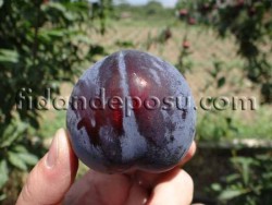 BLACK STAR ERİK FİDANI - 2