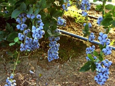 BLUE GOLD YABAN MERSİNİ (LİKAPA) FİDANI - 
