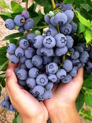 BLUECROP YABAN MERSİNİ (LİKAPA) FİDANI - 