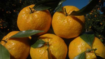 BODRUM MANDALİNA FİDANI - 