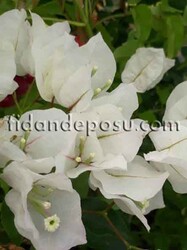 BOUGAİNVİLLEA SPECTABİLİS (Beyaz çiçekli Begonvil,Gelin duvağı) BİTKİSİ - 1