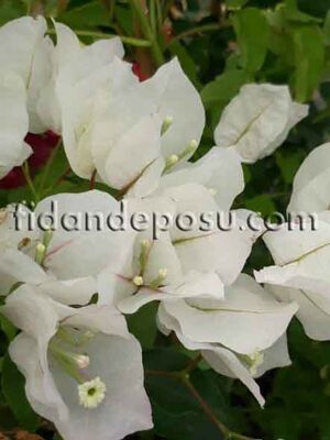  - BOUGAİNVİLLEA SPECTABİLİS (Beyaz çiçekli Begonvil,Gelin duvağı) BİTKİSİ