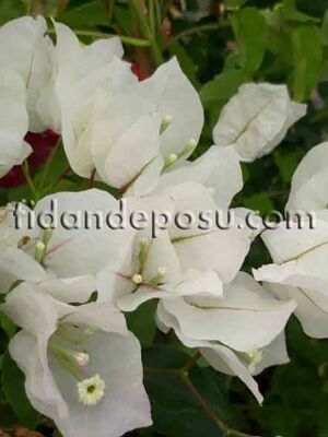 BOUGAİNVİLLEA SPECTABİLİS (Beyaz çiçekli Begonvil,Gelin duvağı) BİTKİSİ - 
