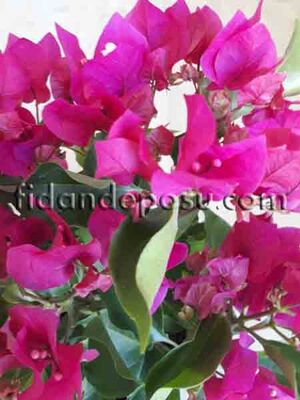 BOUGAİNVİLLEA SPECTABİLİS'DEEP PURPLE' (Begonvil,Gelin duvağı) BİTKİSİ - 
