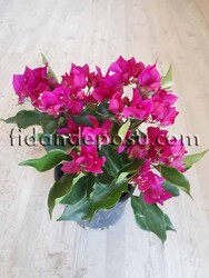 BOUGAİNVİLLEA SPECTABİLİS'DEEP PURPLE' (Begonvil,Gelin duvağı) BİTKİSİ - 2