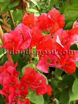 BOUGAİNVİLLEA SPECTABİLİS(Sarmaşık Begonvil,Gelin duvağı) BİTKİSİ - 
