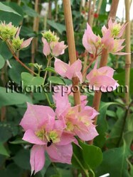 BOUGAİNVİLLEA SPECTABİLİS(Sarmaşık Begonvil,Gelin duvağı) BİTKİSİ - 3
