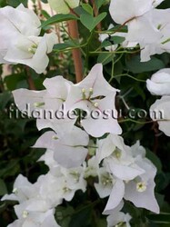BOUGAİNVİLLEA SPECTABİLİS(Sarmaşık Begonvil,Gelin duvağı) BİTKİSİ - 4